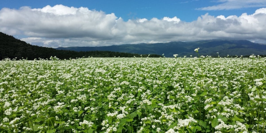 nagano soba field