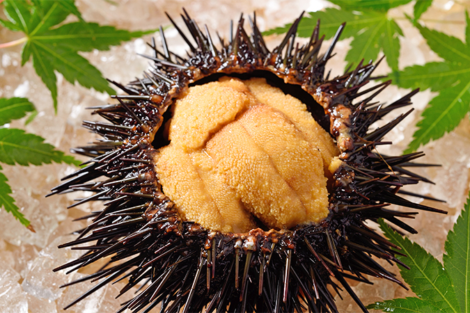 uni sea urchin