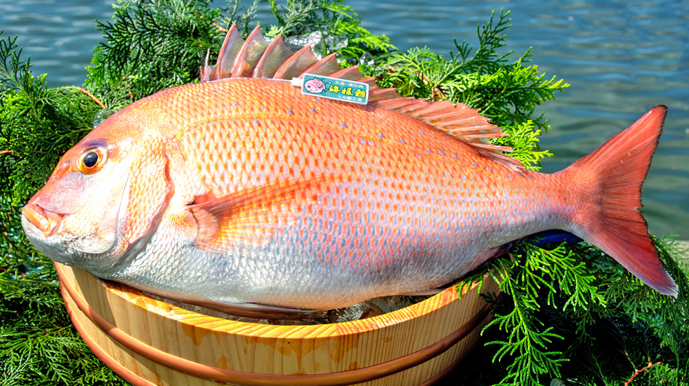 sea bream japan