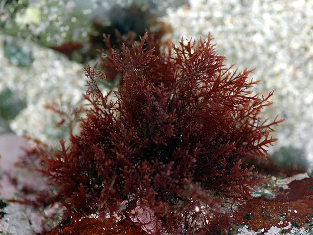 tengusa red algae seaweed tokoroten